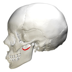 Mandibular notch - lateral view.png