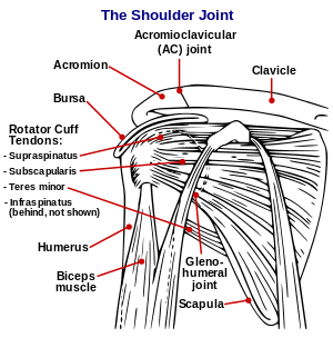 Shoulder joint.svg