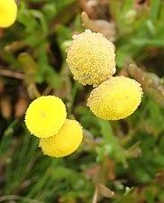 Cotula coronopifolia 108269598.jpg