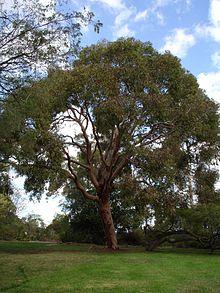 Angophora costata - 1923 @ Maranoa.jpg