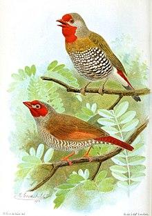 Bird notes (1913) (14563402449).jpg