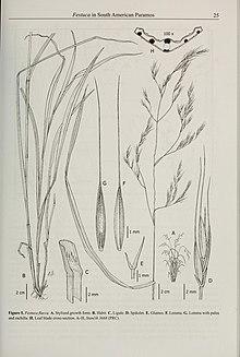 Contributions from the United States National Herbarium (2008) (14760325786).jpg