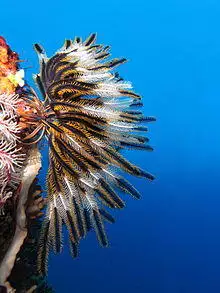 Crinoid on the reef of Batu Moncho Island.JPG