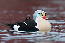 King Eider (Somateria spectabilis) (13667616745).jpg