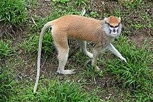 Patas Monkey.jpg