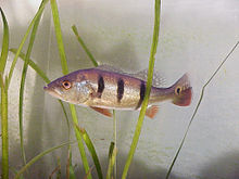 Peacock bass.jpg