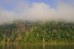 ALI, M. (2011-2013). Parc Amazonien de la Guyane. Fleuve Maroni. 1 (13).jpg