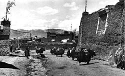 Bundesarchiv Bild 135-S-06-09-36, Tibetexpedition, Phari, Jaks.jpg