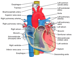 Relations of the aorta, trachea, esophagus and other heart structures.png