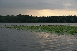 Snagov water lilies.jpg