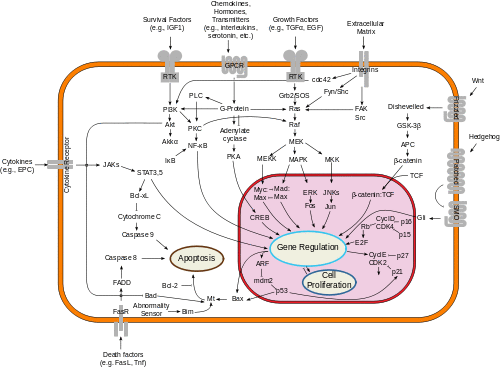 Overview of signal transduction pathways involved in apoptosis.