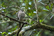 Madagascar Sparrowhawk - Andasibè - Madagascar S4E7858 (15102515088).jpg