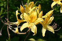 Azalea Flower RHS Wisley Garden Surrey UK.jpg