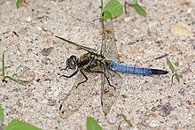 Black-tailed skimmer (Orthetrum cancellatum) male Estonia.jpg