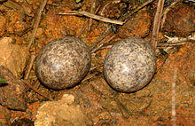ChordeilesAcutipennisEggs.jpg