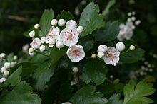 Crataegus-oxyacantha-flowers.JPG
