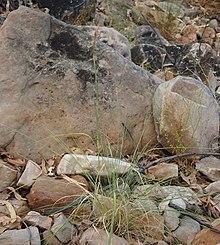 Cymbopogon ambiguus habit.jpg