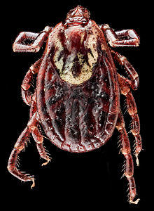 Dermacentor variabilis, U, Back, MD, Beltsville 2013-07-08-19.15.11 ZS PMax.jpg