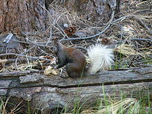 Kaibab Squirrel.jpg