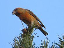 Loxia pytyopsittacus, Budby Common 3.jpg