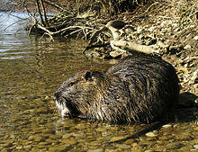 Myocastor coypus 02.jpg