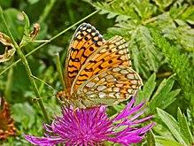 Nymphalidae - Argynnis niobe-001.JPG
