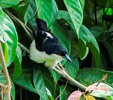 Sabine's Puffback from Canopy Walkway - Kakum NP - Ghana, crop.jpg