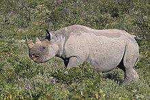 South-western black rhinoceros (Diceros bicornis occidentalis) female.jpg