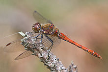 Sympetrum striolatum 3(loz).jpg