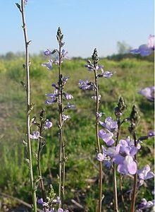 Toadflax-166f.jpg