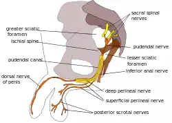 Pudendal nerve.svg