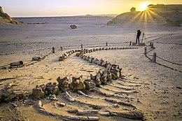 The whales fossils.jpg