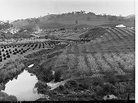Fruit Garden in Bloom at Cudlee Creek(GN08300).jpg