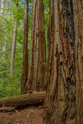 Coast Redwood Stand in Big Basin State Park.jpg
