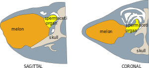 Kogia breviceps sagittal + coronal.svg