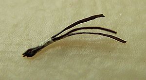Pili Multigemini.jpg