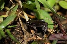 Juvenile Malayan Slender Toad (Ansonia malayana)? (6725971689).jpg