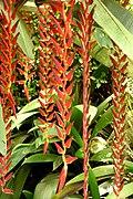 Heliconia longa (14674280947).jpg