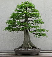 Bald Cypress, 1987-2007.jpg