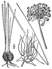 Allium canadense drawing.png