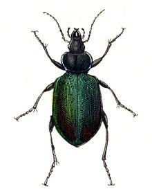 Calosoma.sycophanta.-.calwer.04.09.jpg