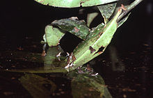 Chiasmocleis ventrimaculata01.jpg