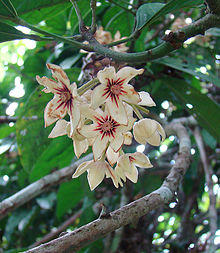 Cola acuminata, flower of the Kola Nut tree (9906050364).jpg