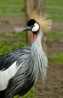 Grey Crowned Crane at Zoo Copenhagen.jpg