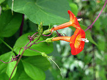 Ipomoea coccinea 0777-4x3.jpg