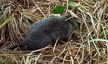 Kunsia tomentosus 53681639 (cropped).jpg