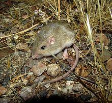 Perognathus flavus.jpg