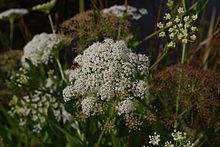 Sium latifolium.jpg