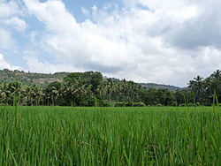 Paddy fields in Kadavoor