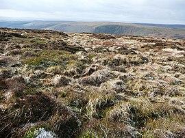 On Mynydd Coety - geograph.org.uk - 678860.jpg